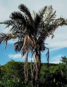 Palm Tree Removal Price Range