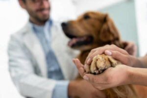 IVDD in Dogs Treatment