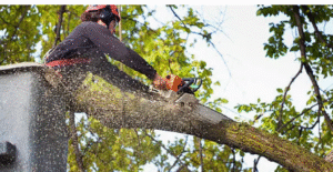 emergency tree removal